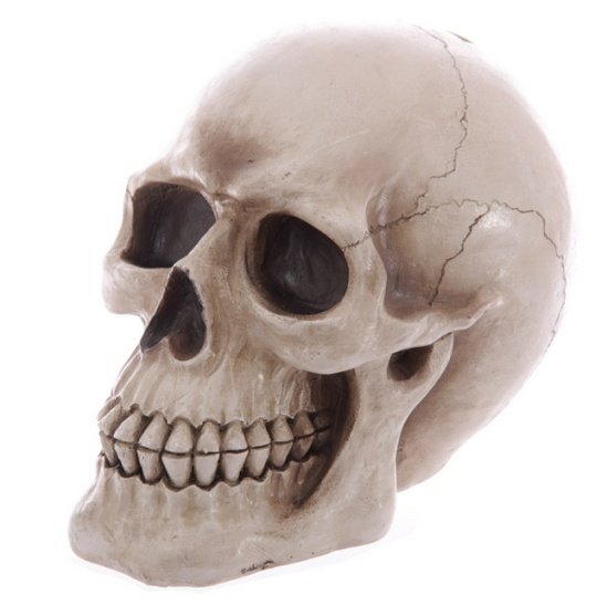 czaszka naturalna - skarbonka