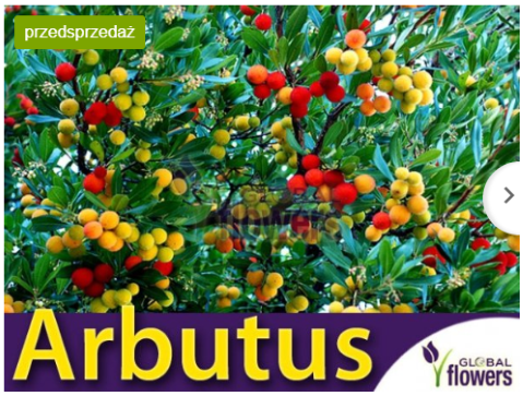 Arbutus- truskawkowe drzewko