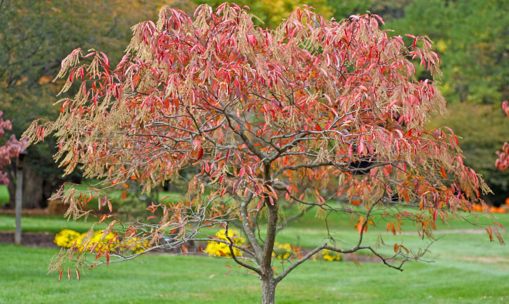 Kwaśnodrzew - drzewko do ogrodu