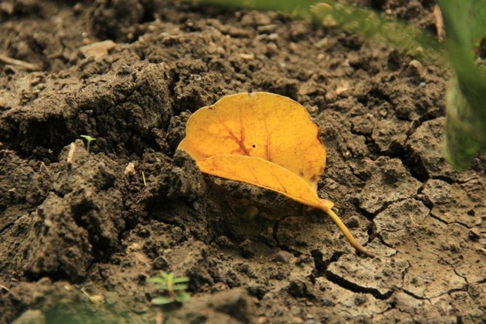Ziemia liściowa-doskonały sposób na wykorzystanie uschniętych liści