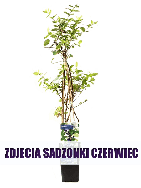 Jagoda kamczacka Zojka Sadzonka