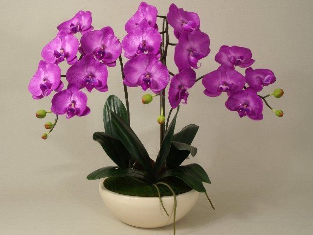 Magia orchidei - DecoArt24.pl