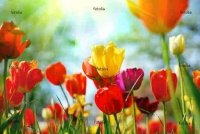 Obraz Tulipany