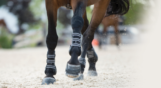 Ochraniacze dla konia - które wybrać?
