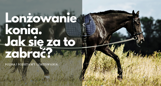 LONŻOWANIE KONIA - JAK SIĘ ZA TO ZABRAĆ? 