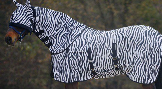 JAK CHRONIĆ KONIA PRZED OWADAMI