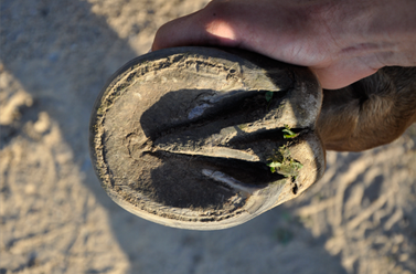 GNIJĄCA STRZAŁKA KOPYTA - JAK LECZYĆ?