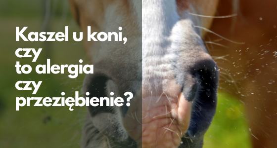 KASZEL U KONIA - CZY TO JUŻ ALERGIA?