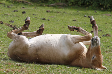 POZWÓLMY KONIOM BYĆ KOŃMI!