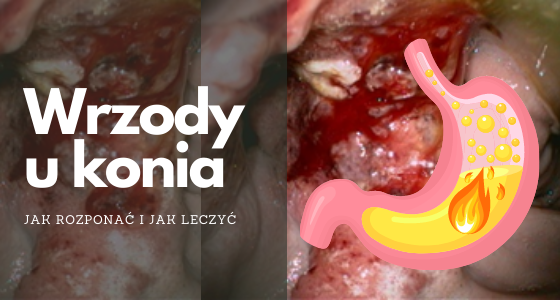 Wrzody u konia - jak rozpoznać i leczyć?