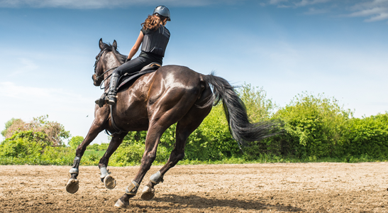 PRZEJŚCIA - ZŁOTY ŚRODEK NA KAŻDYM ETAPIE PRACY Z KONIEM - CZĘŚĆ I 