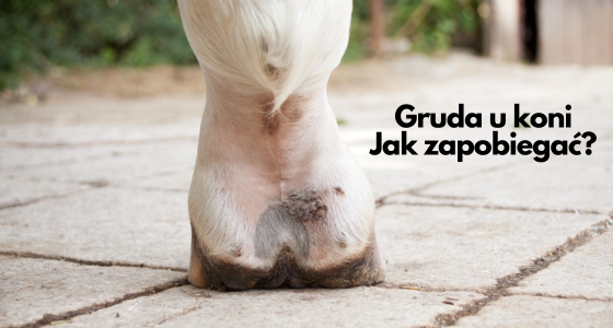 Dermatophilus congolensis - patogen wywołujący grudę?