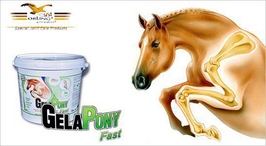 JAK ZADBAĆ O APARAT RUCHU NASZEGO KONIA?