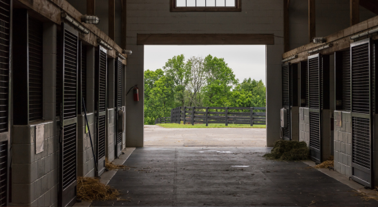 PRZYGOTUJ KONIA NA WIOSNĘ