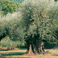 drzewo oliwne