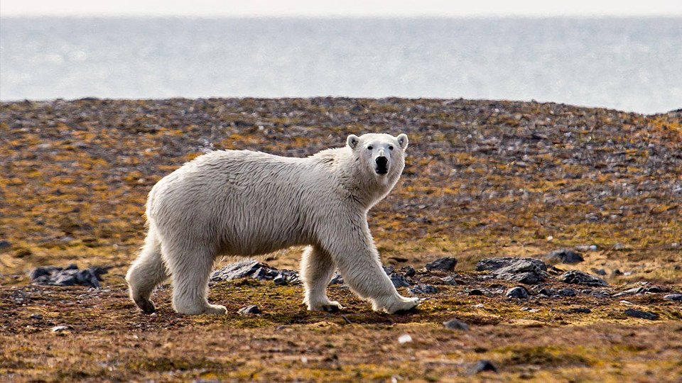 42 wyprawa polarna niedźwiedź polarny