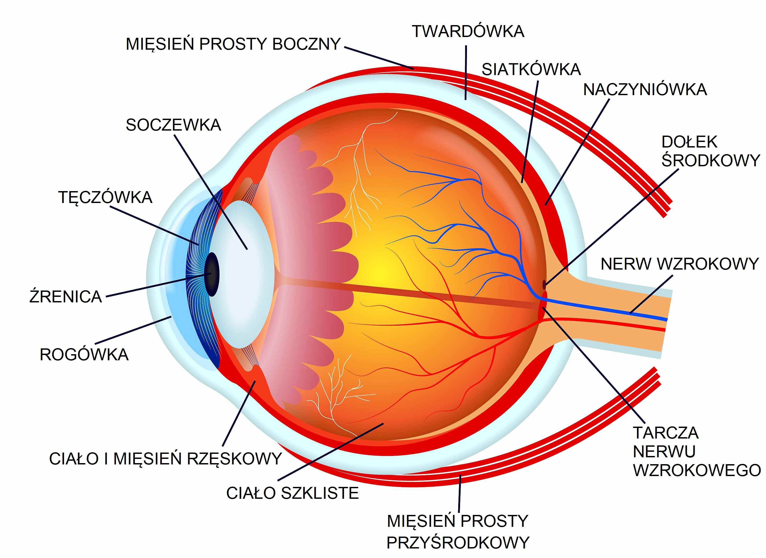 Anatomia oka ludzkiego