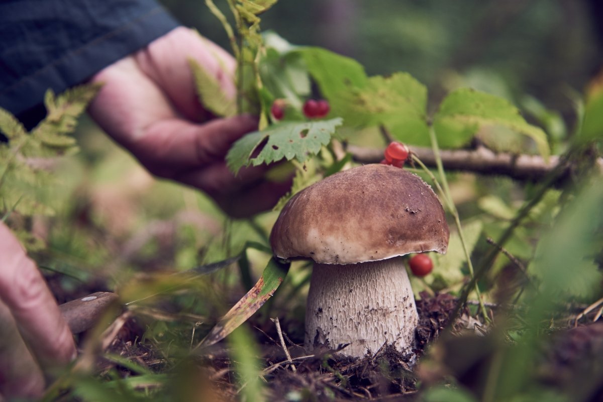 Wyprawka grzybiarza. Co zabrać do lasu, żeby grzybobranie było wygodne i bezpieczne?
