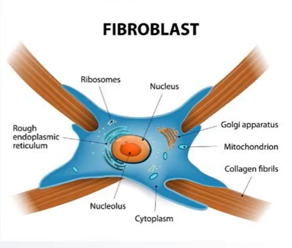 Fibroblasty