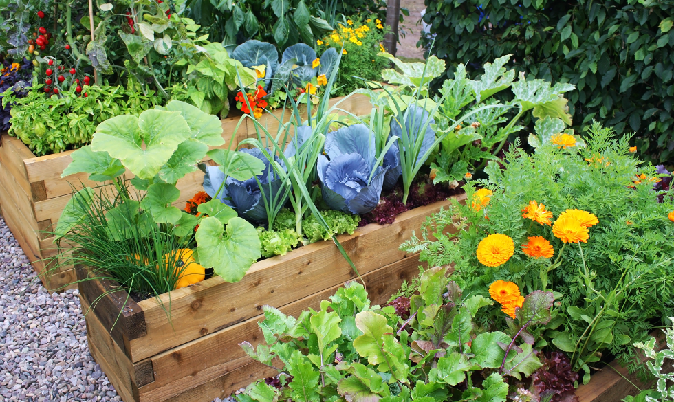 Świerze warzywa z własnego ogródka