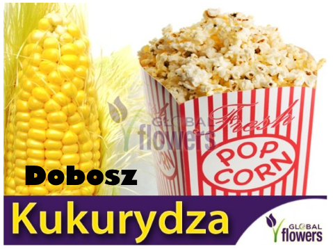 Odmiana kukurydzy pękającej Dobosz