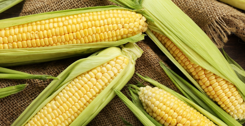Kukurydza pękająca- popcorn