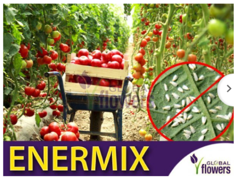Enermix- środek biologiczne na mączlika