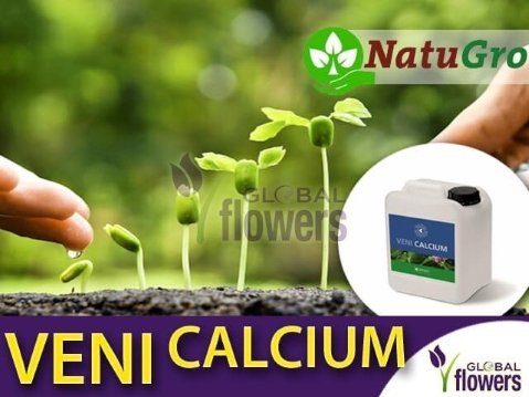 Veni Calcium nawóz wapniowy uzupełniającym niedobory wapnia w uprawie roślin