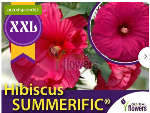 Hibiskus bylinowy 