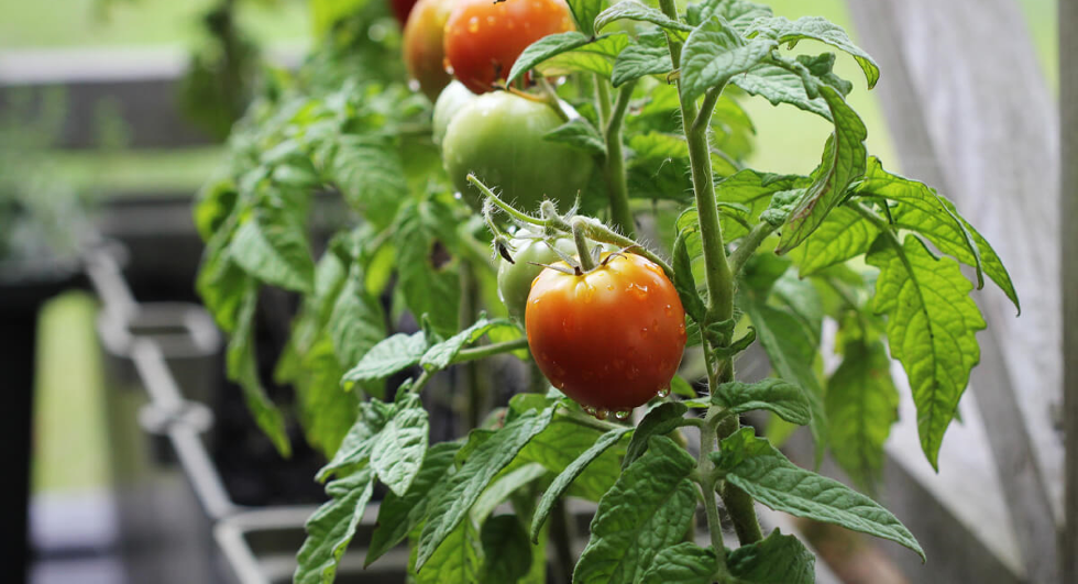 Uprawa pomidorów na balkonie