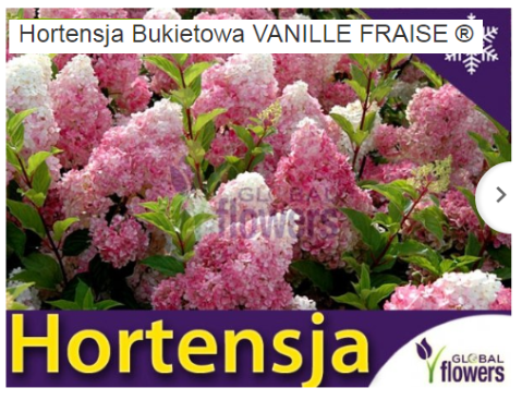 Hortensja bukietowa Vanille Fraise