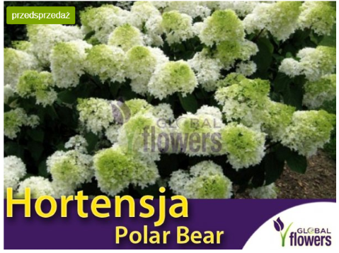 Hortensja bukietowa Polar Bear