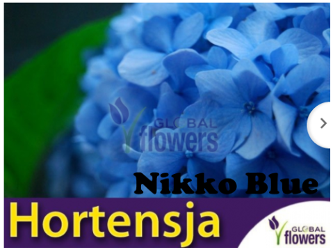 Hortensja o niebieskich kwiatach- Nikko Blue