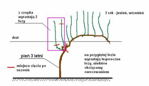 Technika cięcia winorośli