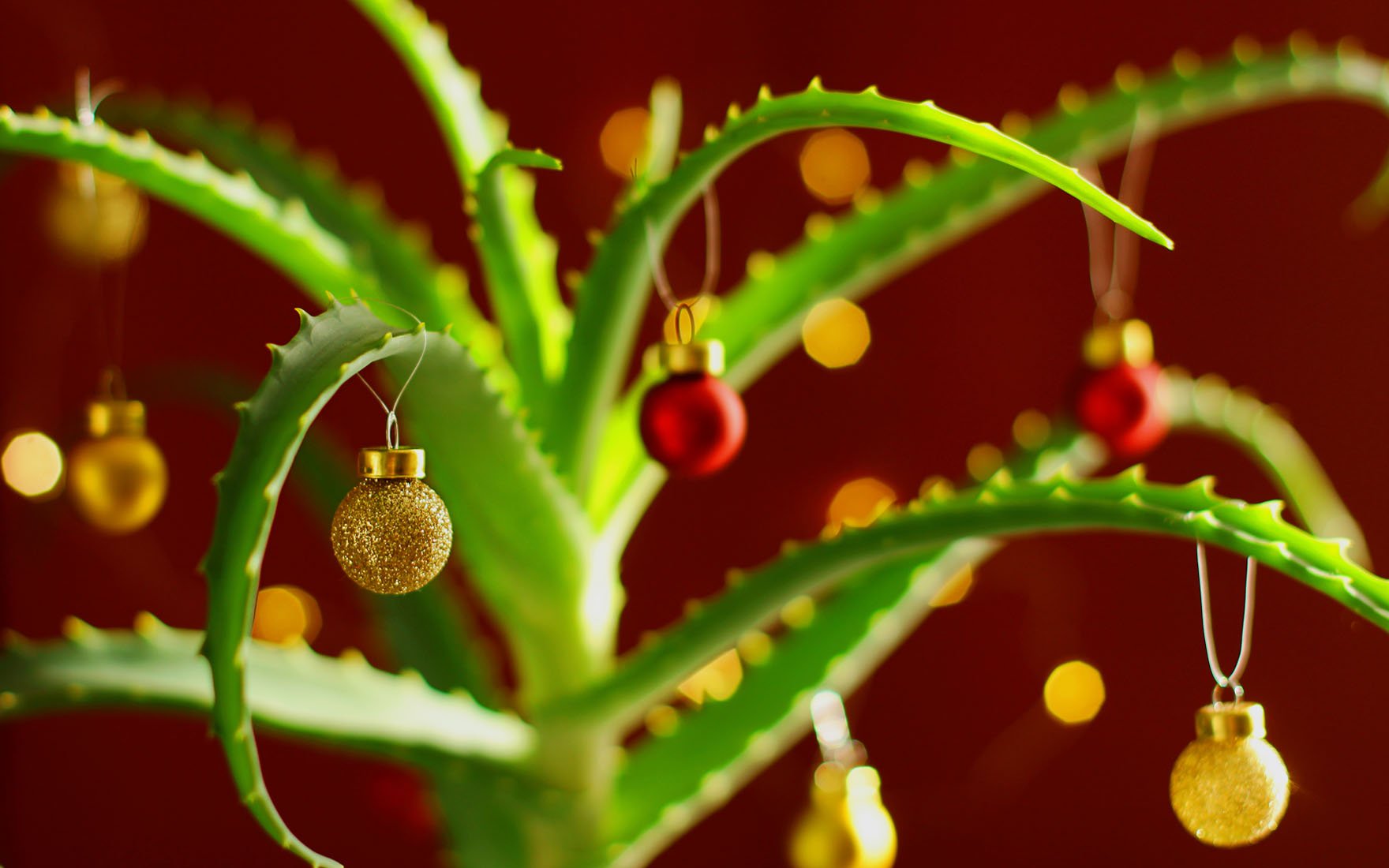 Aloes choinka świąteczna inspiracje