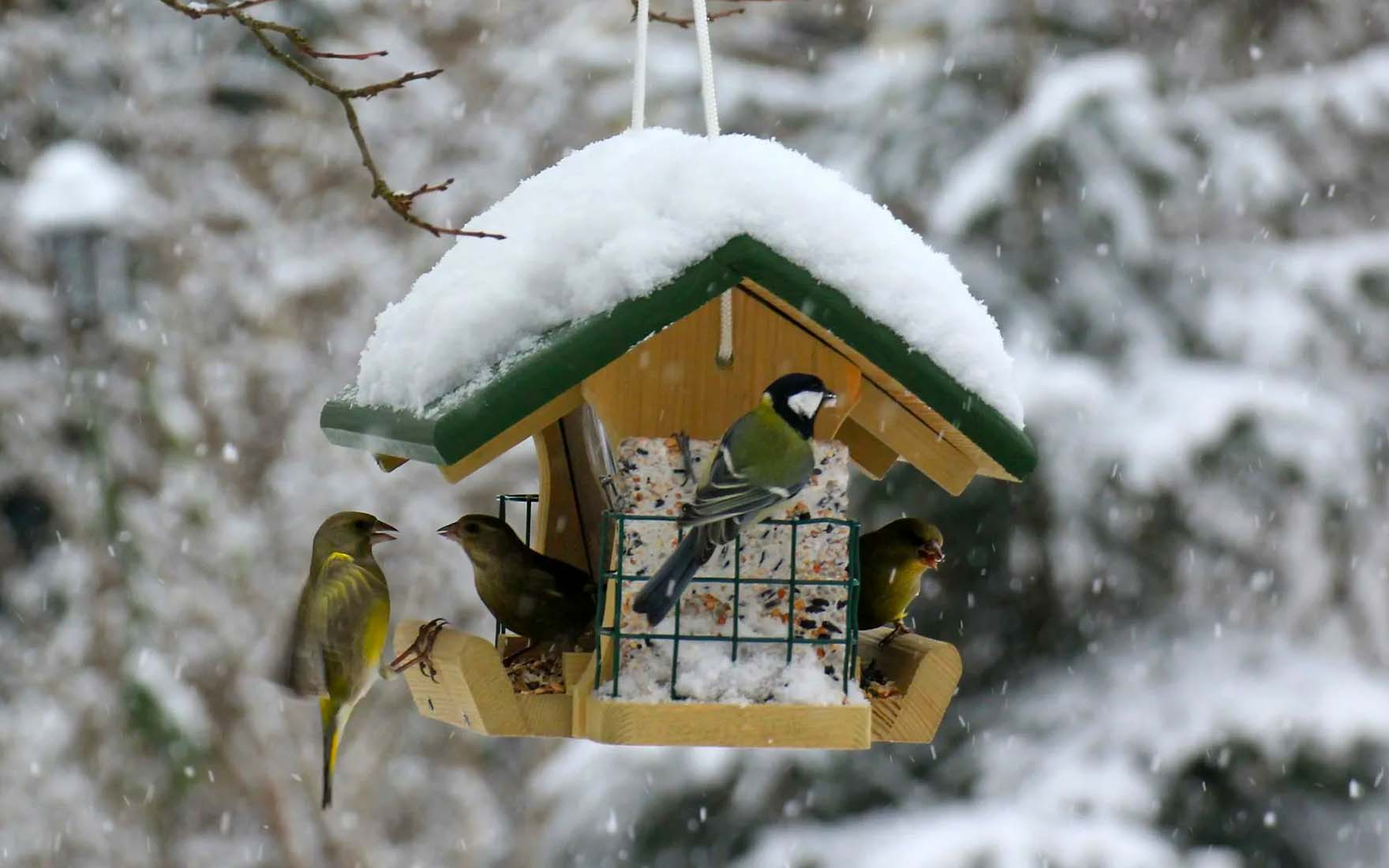 Jakie ptaki przylatują do karmnika zimą?