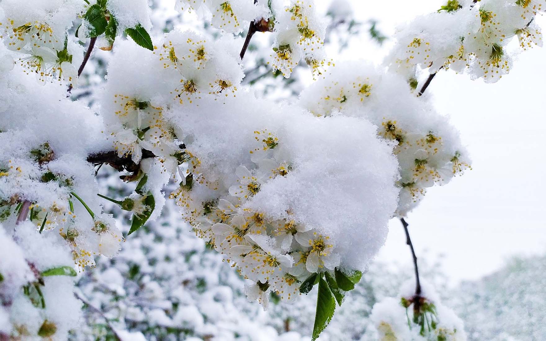 śnieg na gałęziach drzew