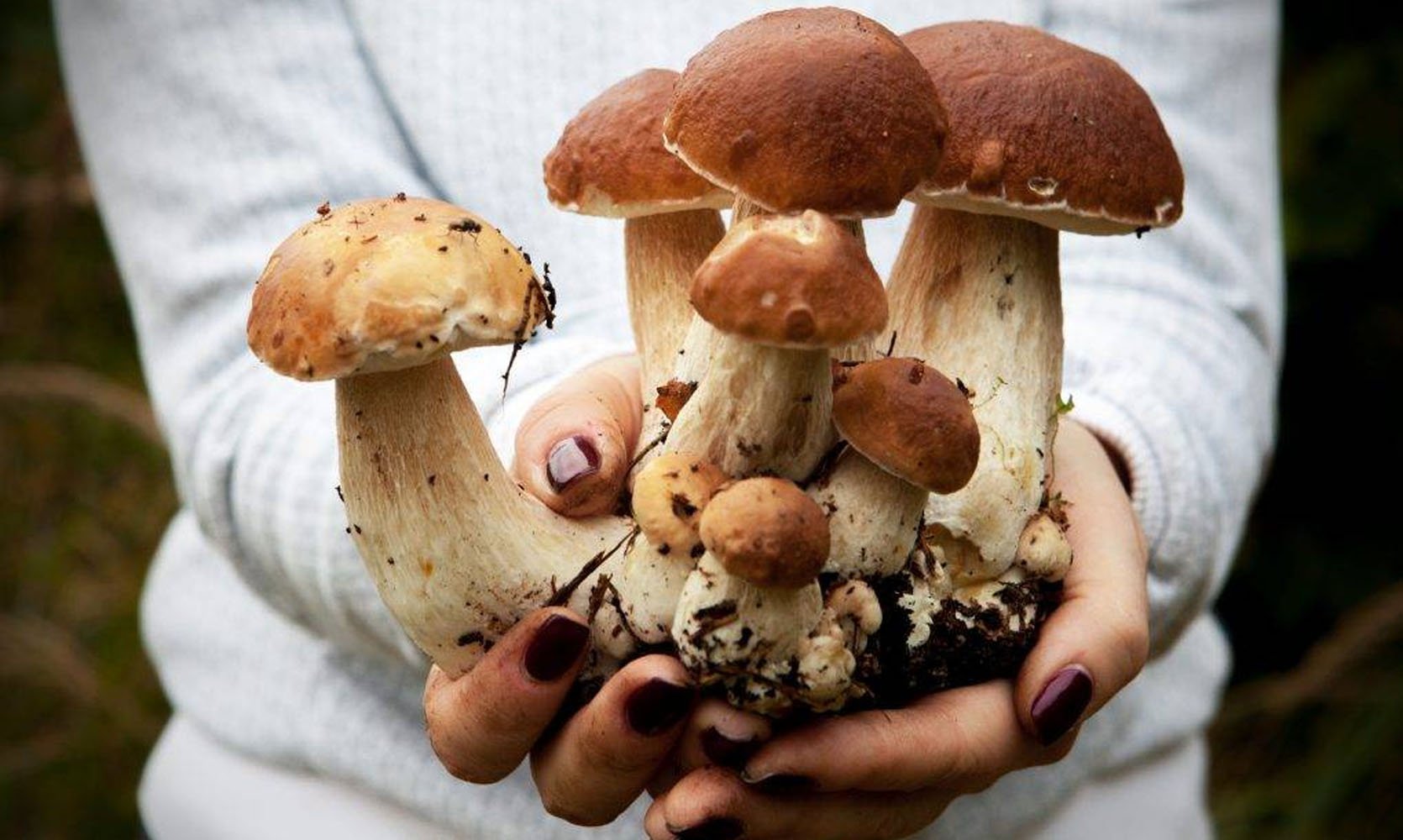 Условия выращивания белого гриба. Белый гриб. Вырастил белые грибы. Домашние грибы. Грибы на грядке.