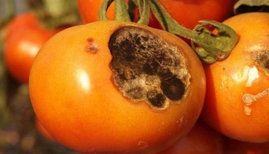 Alternarioza pomidora