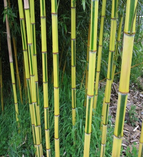 Bambus Spectabilis