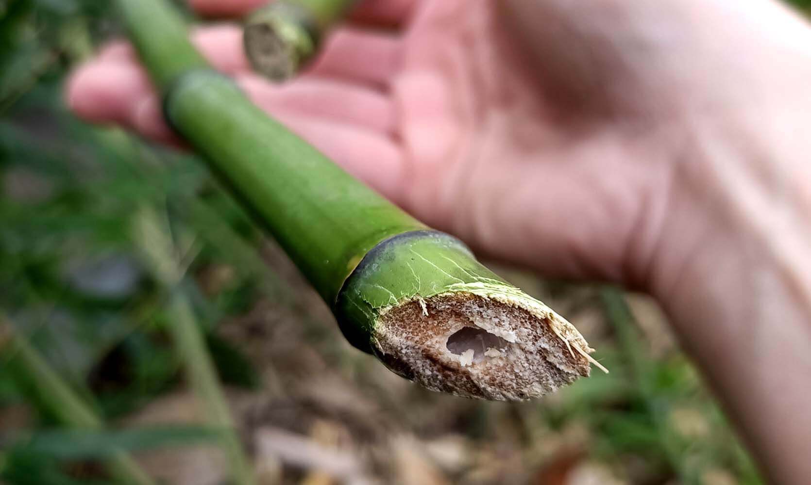 Ile rośnie bambus w ciągu dnia?