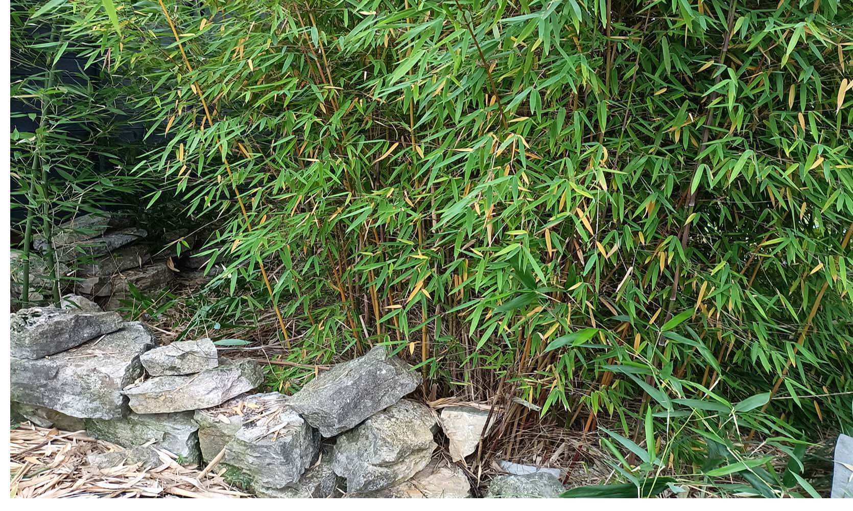 Jak ograniczyć korzenie bambusa?