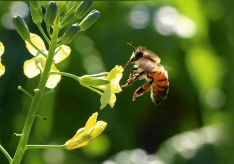 Rośliny miododajne dla pszczół