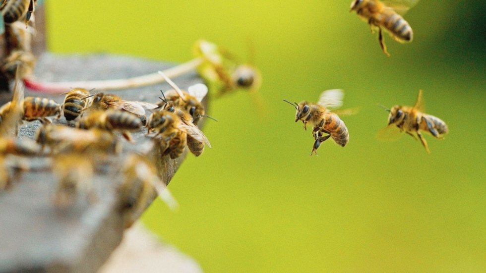 Pszczoły murarki ogrodowe