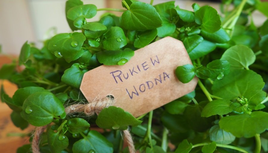 Rukiew wodna