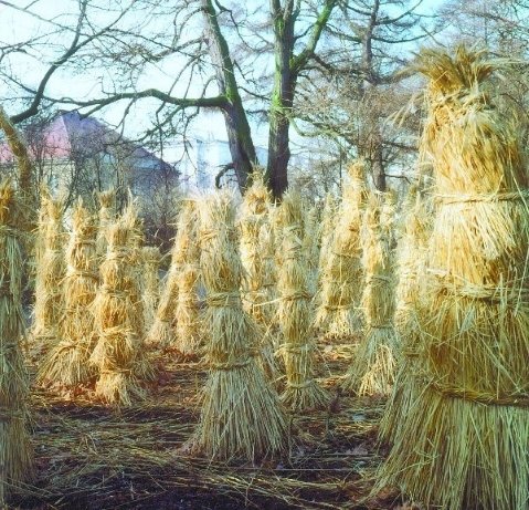 Chochoły ze słomy na roślinach