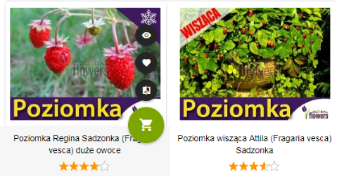 Poziomki w ofercie sklepu