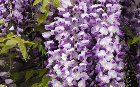 Kwiatostany wisterii