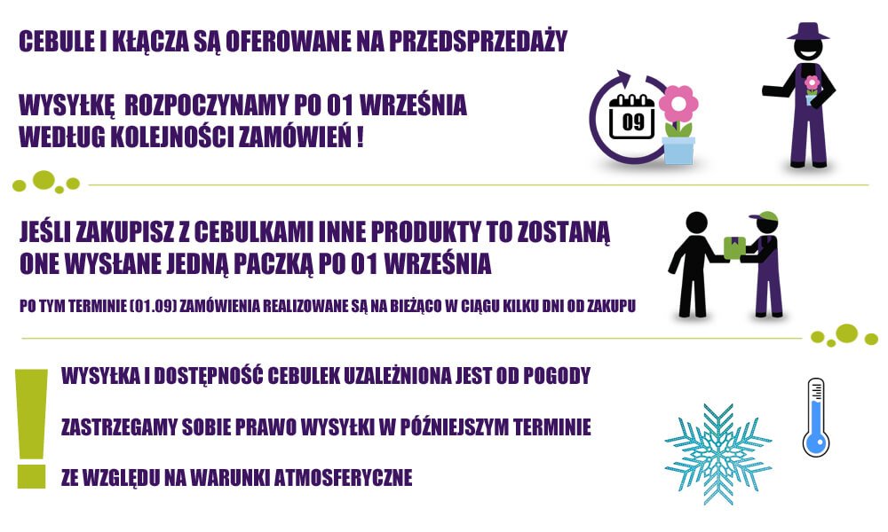 cebulki nasadzenia jesienne wazne informacje