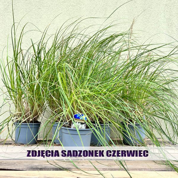 Trawa pampasowa TINY PAMPA karłowa sadzonki